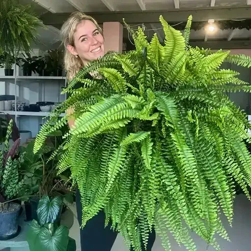 🔥 On Sale Only Today 🌱 UV-Resistant Lifelike Artificial Boston Fern (38 leaves 1 branch)